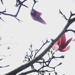 Magnolia liliiflora