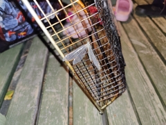 Myrmeleon formicarius