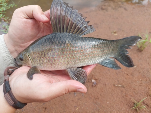 Mucise (Labeo congoro) — Cyprinidae — 2