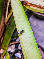 Metapocyrtus adspersus