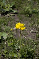 Berkheya speciosa