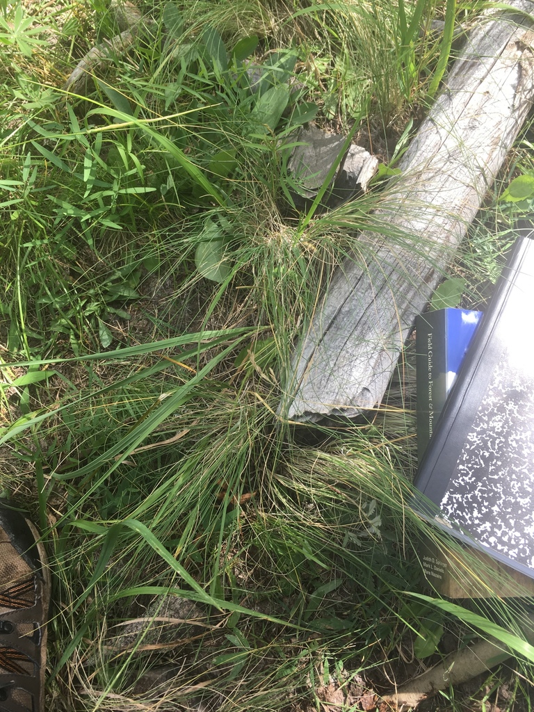 Arizona Fescue from Coconino National Forest, Flagstaff, AZ, US on