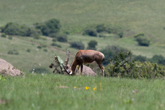 Damaliscus pygargus phillipsi