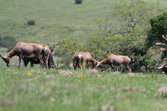 Damaliscus pygargus phillipsi