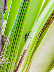 Metapocyrtus adspersus