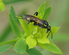 Macrophya montana