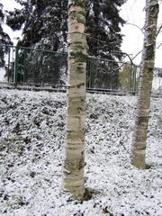 Betula grossa