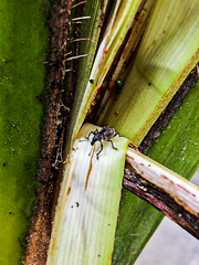 Metapocyrtus adspersus