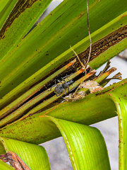 Metapocyrtus adspersus