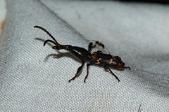 Orfilaia vulsellata