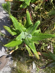 Hermas villosa