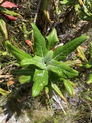 Hermas villosa
