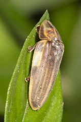 Aspisoma ignitum