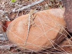Agama aculeata