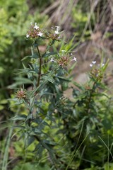 Conostomium natalense
