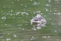 Nettapus coromandelianus