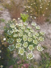 Visnaga daucoides
