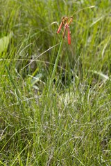 Cyrtanthus brachyscyphus