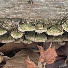 Trichaptum laricinum