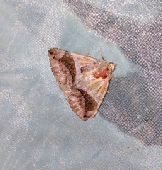Bastilla arcuata