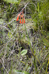 Cyrtanthus brachyscyphus