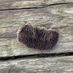 Trichaptum laricinum