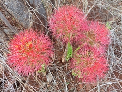 Scadoxus multiflorus