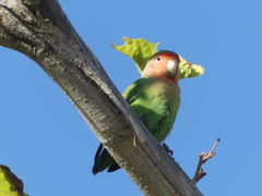 Agapornis roseicollis