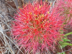 Scadoxus multiflorus