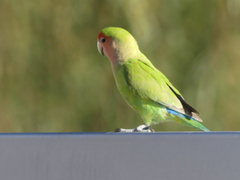 Agapornis roseicollis