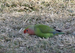Agapornis roseicollis
