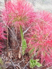 Scadoxus multiflorus
