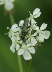 Oedemera