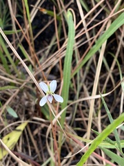 Viola vittata