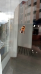 Eristalinus taeniops