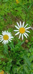 Leucanthemum maximum