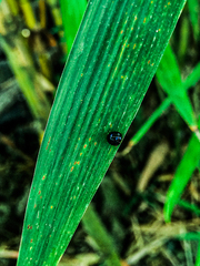 Chilocorus nigritus