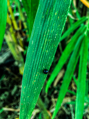 Chilocorus nigritus