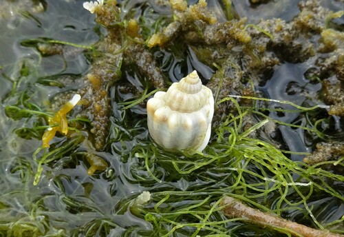 Nassarius arcularius observed 2022-11-17