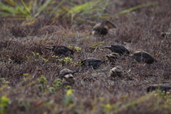 Spermestes cucullata