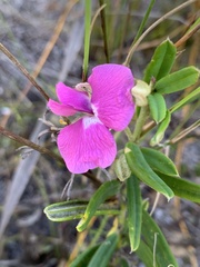 Tephrosia capensis