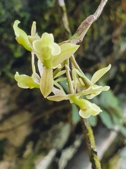 Epidendrum anceps