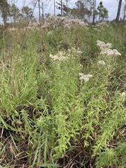 Eupatorium mohrii