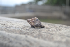 Coenobita cavipes