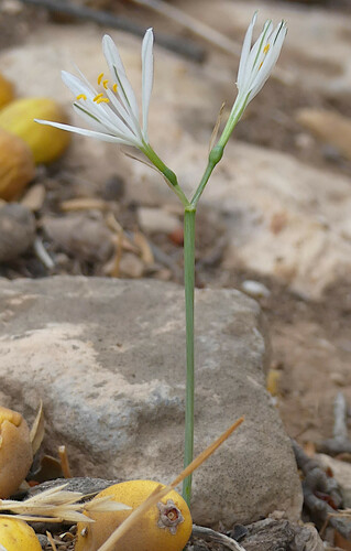 Hannonia hesperidum image