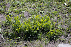 Eriosemopsis subanisophylla