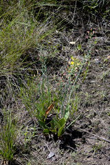 Eriospermum mackenii