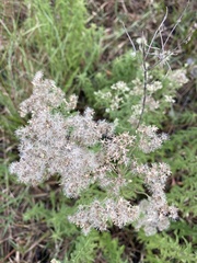 Eupatorium mohrii