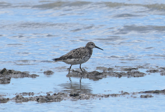 Calidris tenuirostris