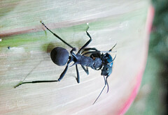 Polyrhachis armata